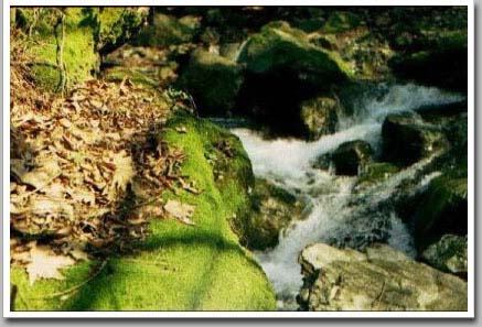Green River