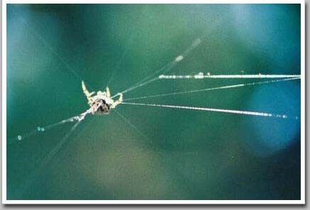 Web
