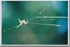 Web