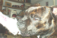 Jazzy plays with his chewable toy