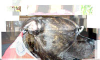 Jazzy, The Staffordshire Bull Terrier