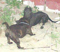 young dogs at play