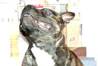 Jazzy, The Staffordshire Bull Terrier
