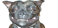 Jazzy, The Staffordshire Bull Terrier