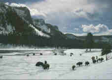 american_bison