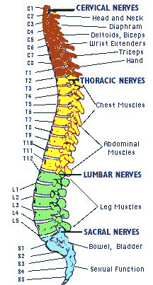 Spinal Cord Chart