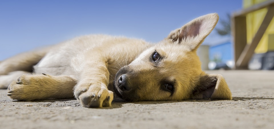 dog