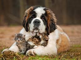 cute dog