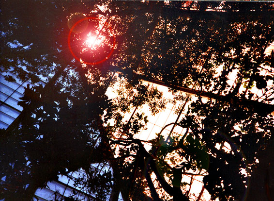 Sun shining down on me in the zoo's hothouse.