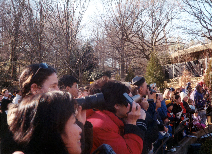 pandamonium ensues as the crowds go ga-ga for the new residents.