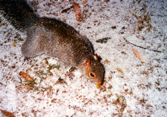 Squirrel agents had even infiltrated our nation's capitol!