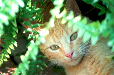 My kittycat.