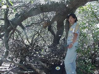 Aciu in the area of the cache.
