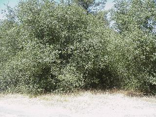 The thicket.