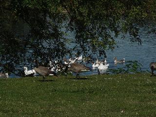 Birds at the park.