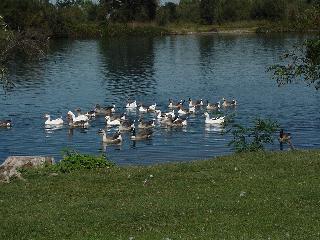 More birds at the park.