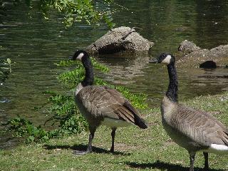 Geese