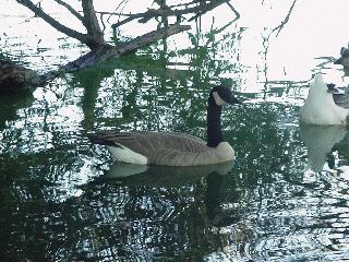 Goose