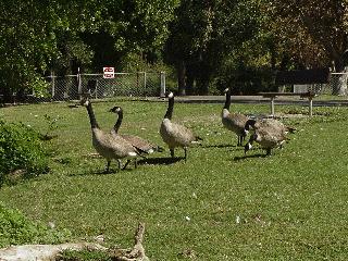 And more geese from the park.