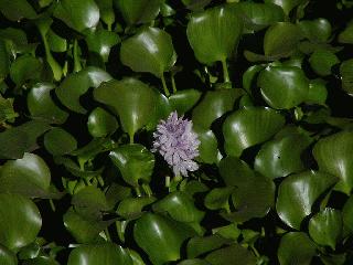 A flower in the area.