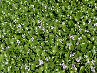 Flowers in the area.