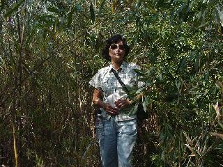 Aciu in the area of the cache.