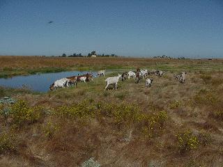 The goats... they are grazing.