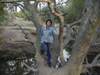 Aciu in tree (part 4?).