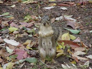 A friend looking for food.