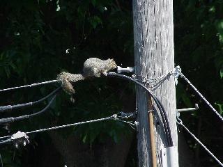 Is he chewing the cable?