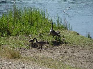 Family of Geese