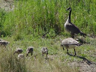 Family of Geese