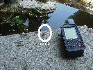 Fish Circled