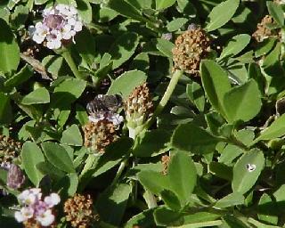 Leaf Cutter Bee - close up