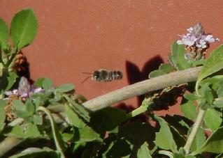 Leaf Cutter Bee - fly by
