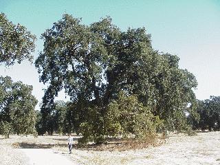 Aciu and the tree.