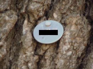 The tag in question.