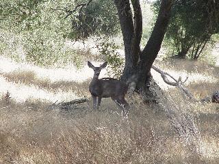 Deer on the way to the cache.