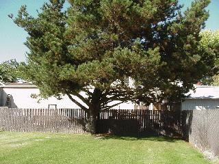 Close-up of the tree.