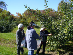Picking the best apples