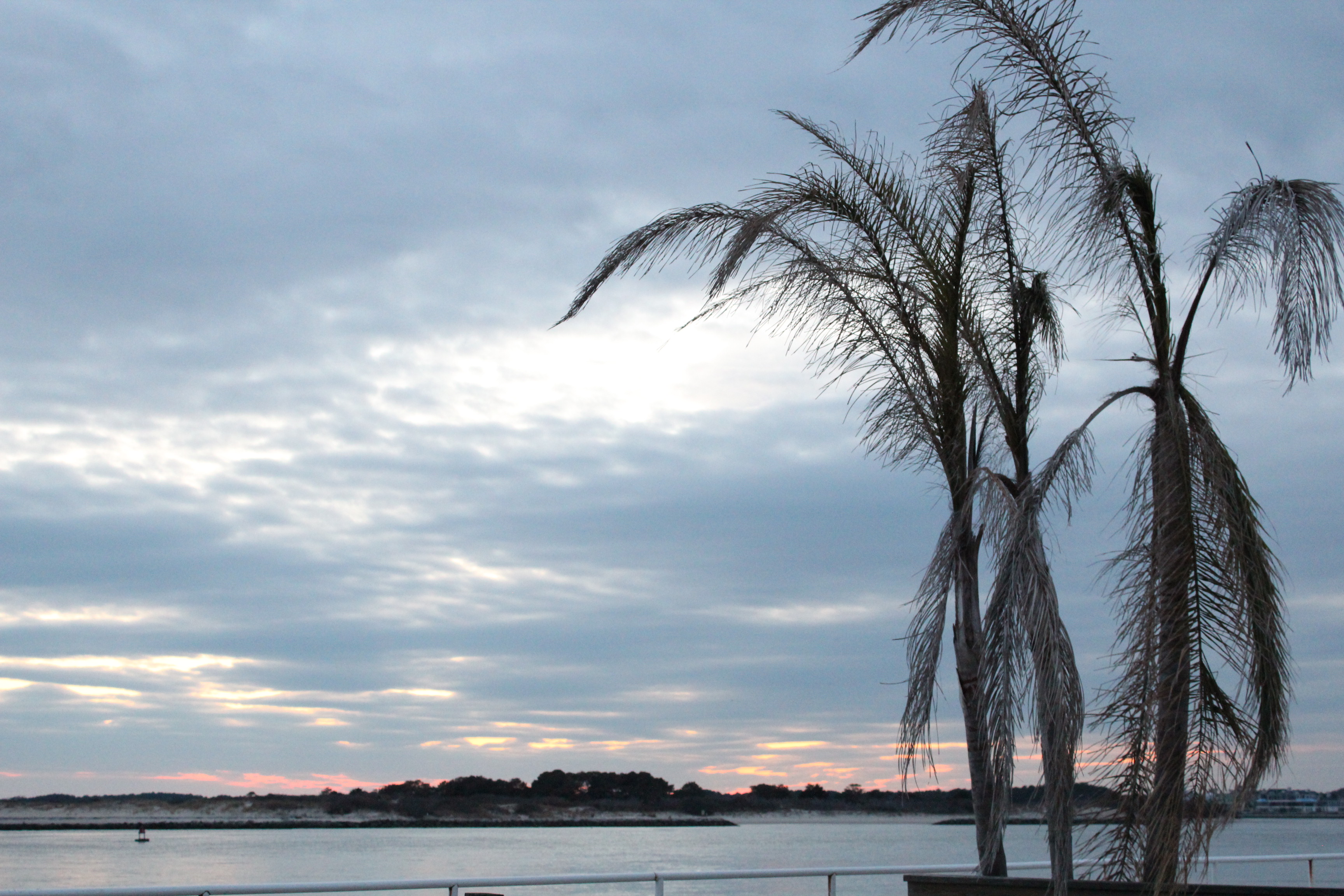 Palm Trees