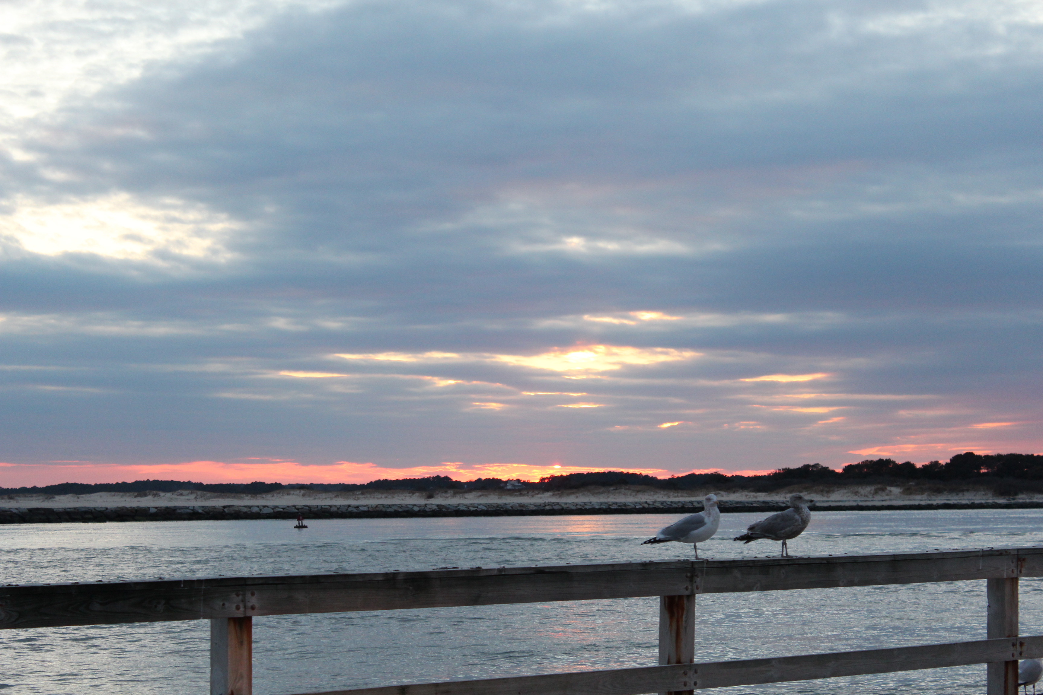 Seagulls