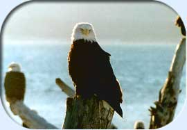 Homer, Alaska