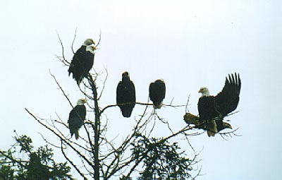 Bald eagles in Sitka, Alaska