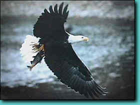 Eagle watching over the Skagit River