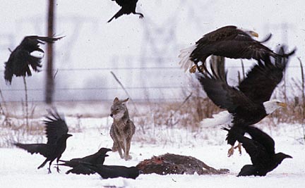 A coyote chases eagles off of a deer carcass
