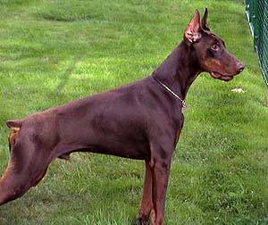 Garret - my brother-owned by Cheryl Wolf of Snohomish, WA