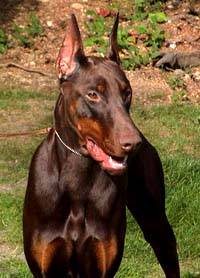 Garret - owned by Cheryl Wolf of Snohomish, WA