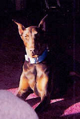 In Remembrance of Lexus - our first Dobermann