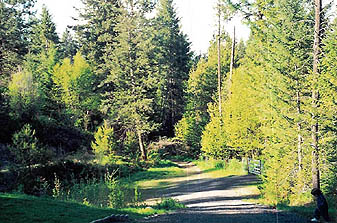 My backyard